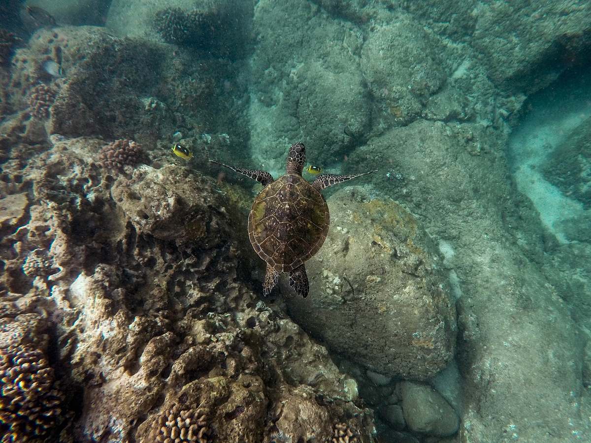 sea life photography of brown turtle turtle